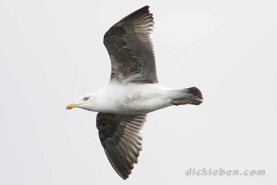 side view herring gull in flight