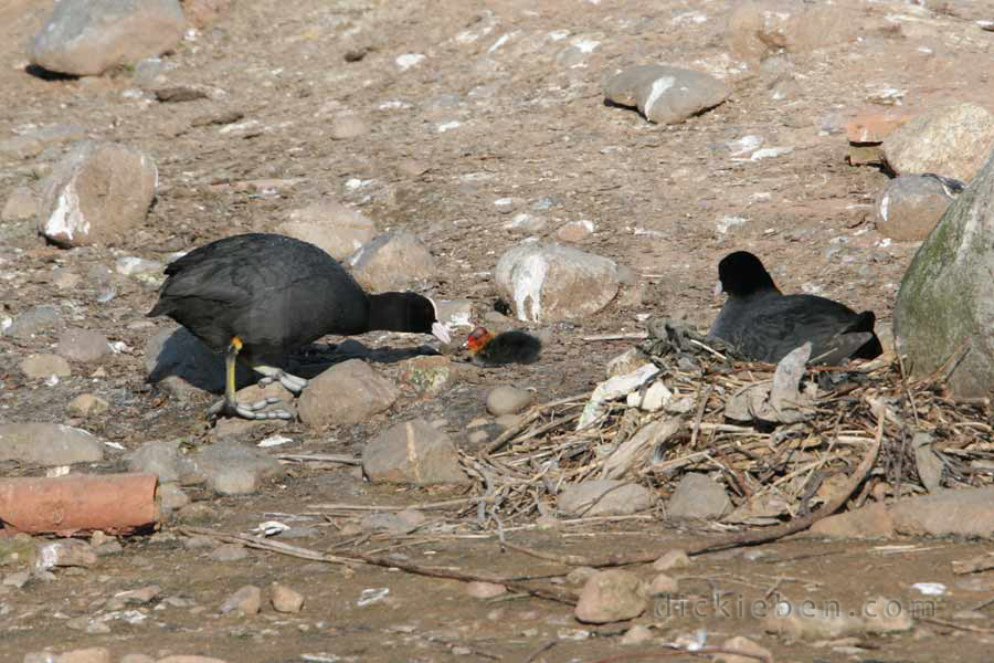 one adult coot on nest by boulder, other feeding its tiny chick, which is sat near nest