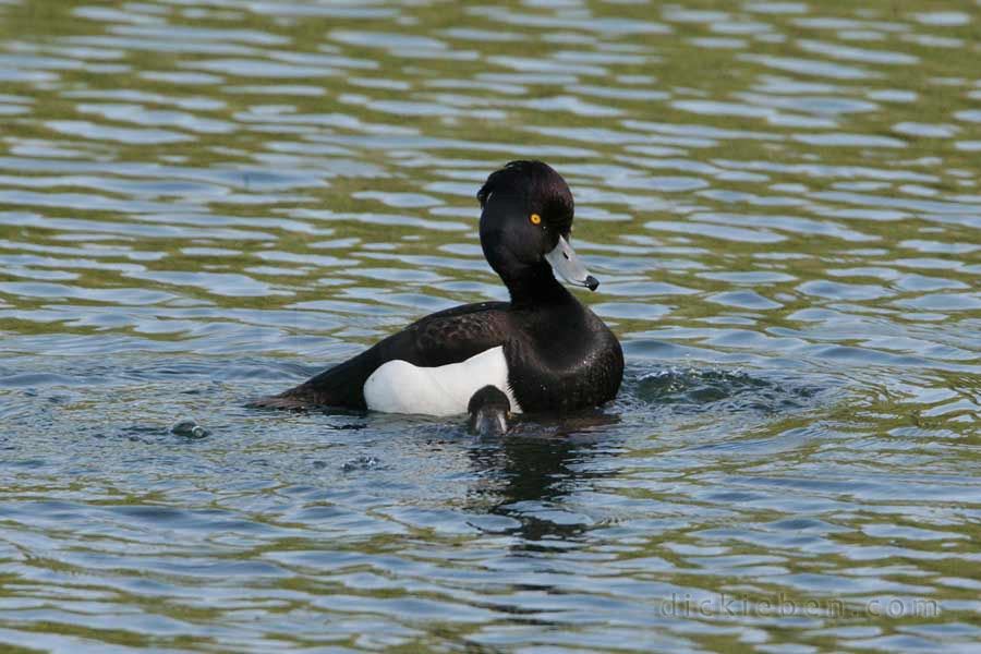 male tufted duck sat on top, his tuft erect, female sinking in water, top of head just above water level