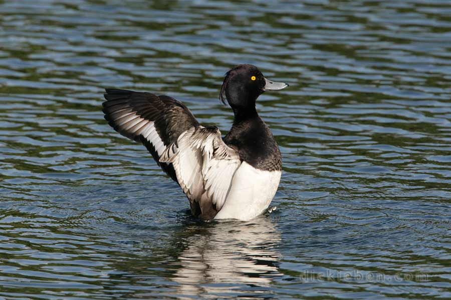 tufted duck, full flap of wings