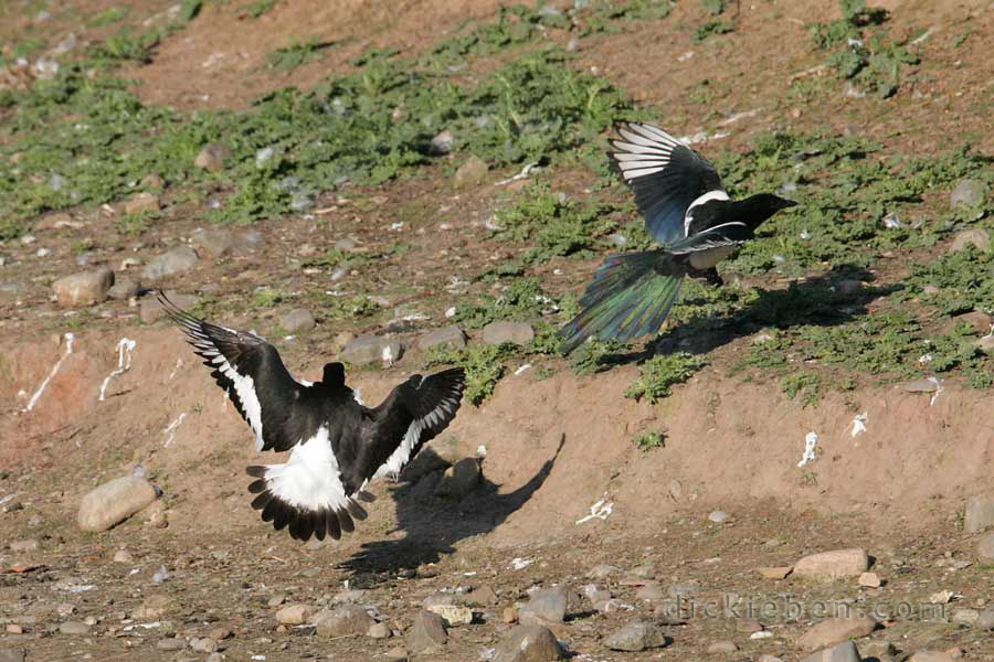 magpie just taken off, in flight, as in flight oystercatcher chases