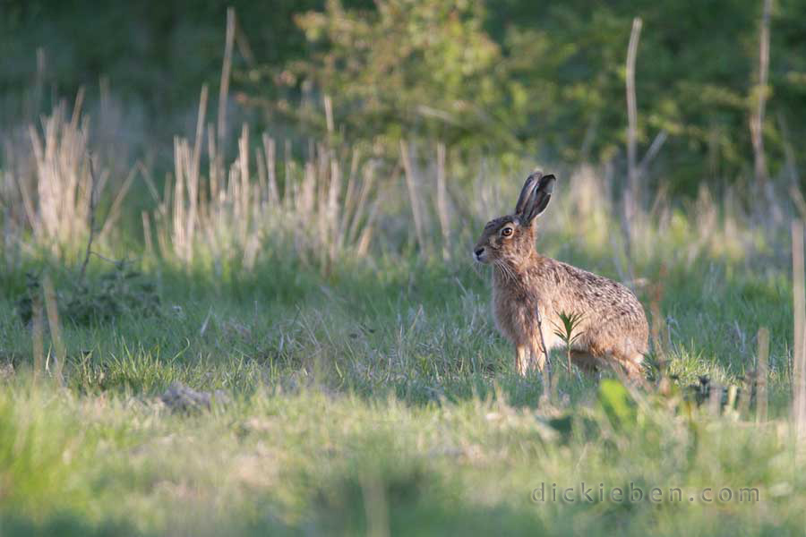 stationary hare in field