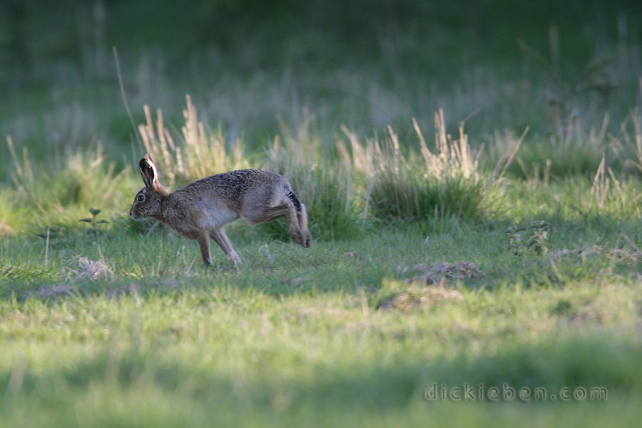 hare on move, mid-step, on front legs, hind legs parallel, in air