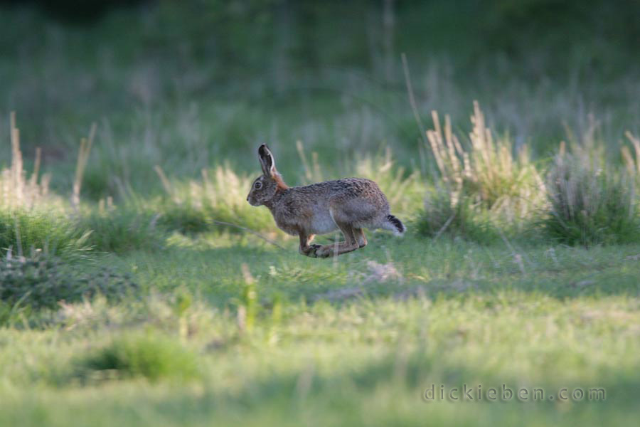 hare, mid-gallop, all legs off ground, almost joined together