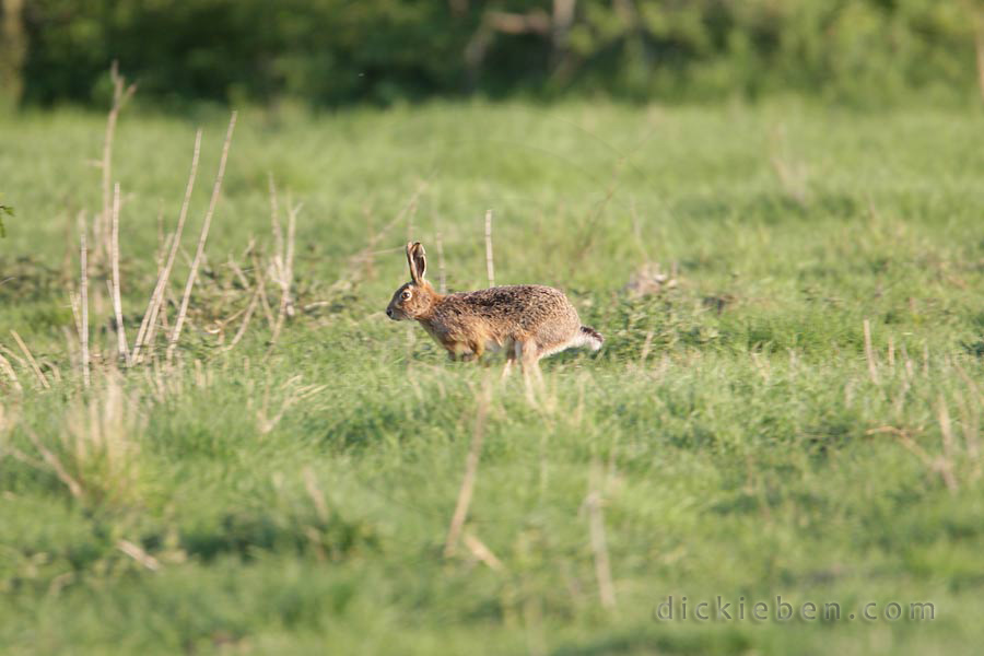 hare on move, in golden light