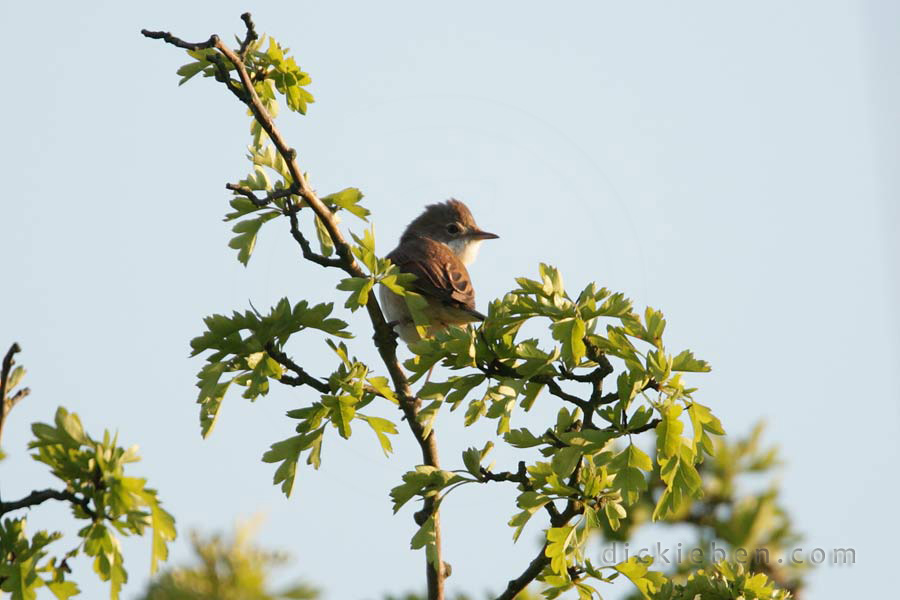 whitethroat on hawthorn bush, rear view with head turned towards us