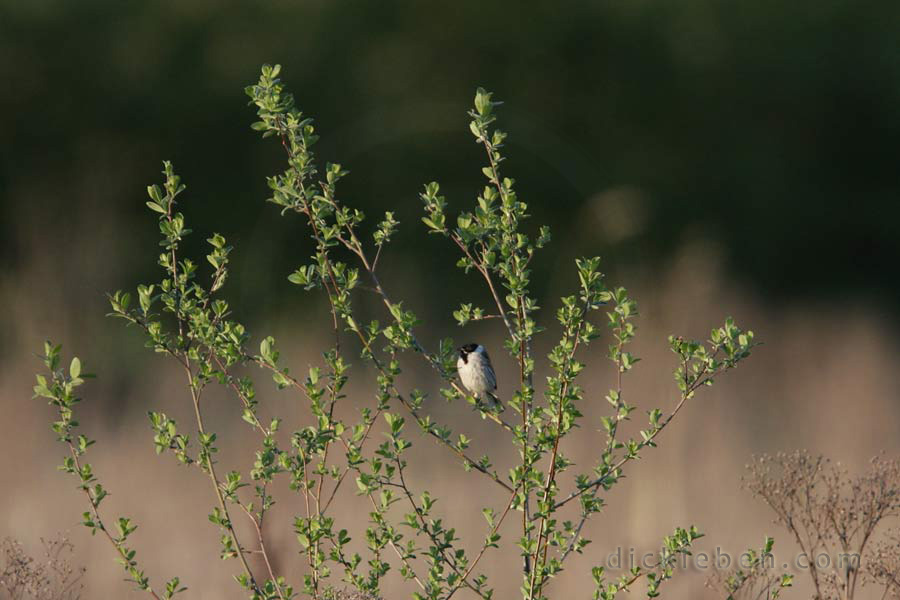 male reed bunting, long distance shot in bush