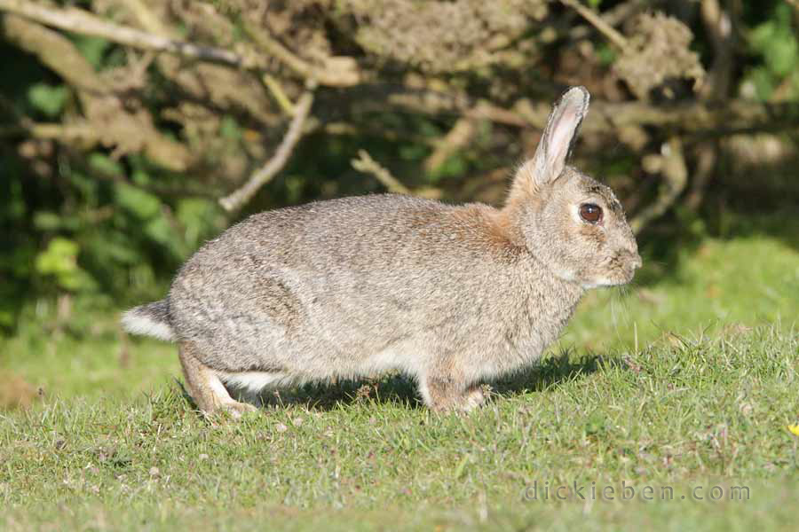 side view of rabbit, ears pricked