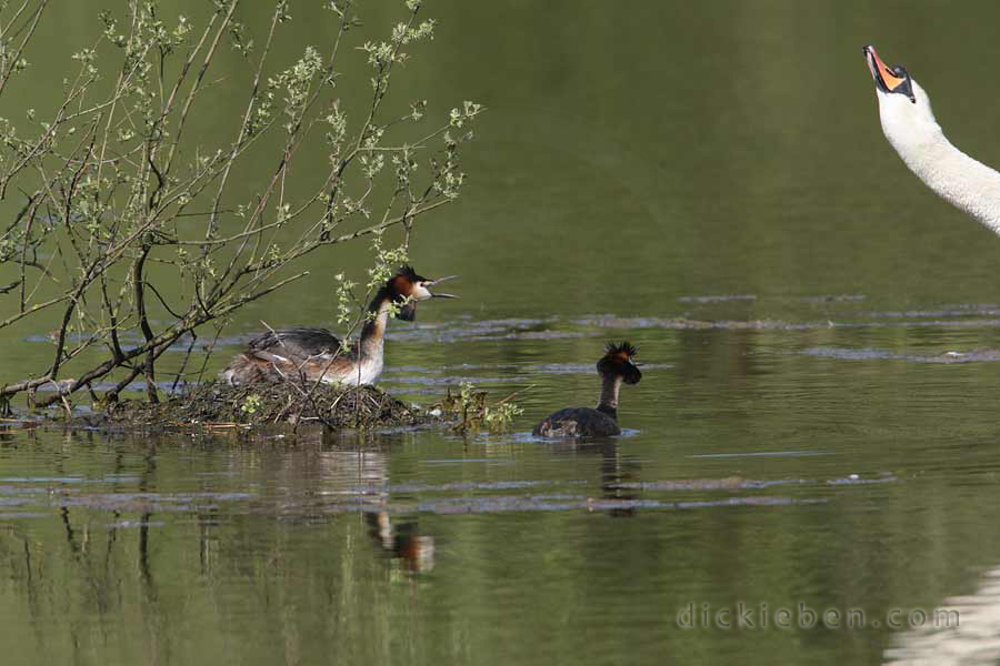 swan shakes body extending neck towards grebe nest as first great crested grebe on nest and other grebe in front of nest ready to protect