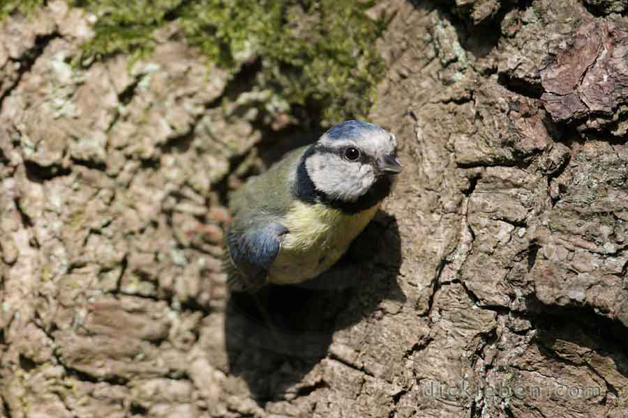 blue tit comes out of a hollow of a tree