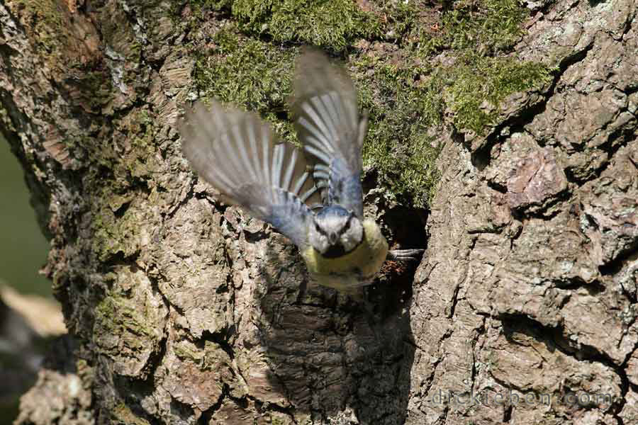 blue tit taking flight as it exits hollow of tree