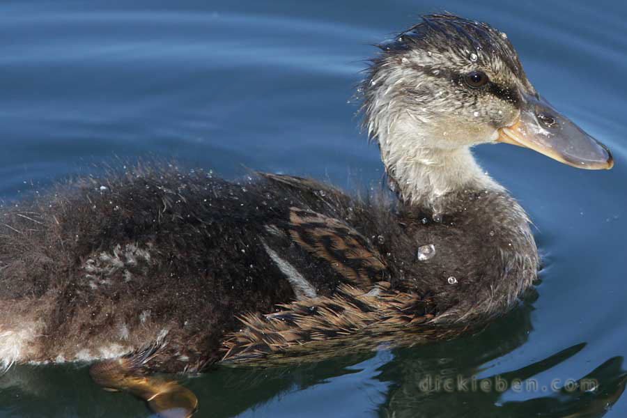 close up mallard juvenile, still fluffy back