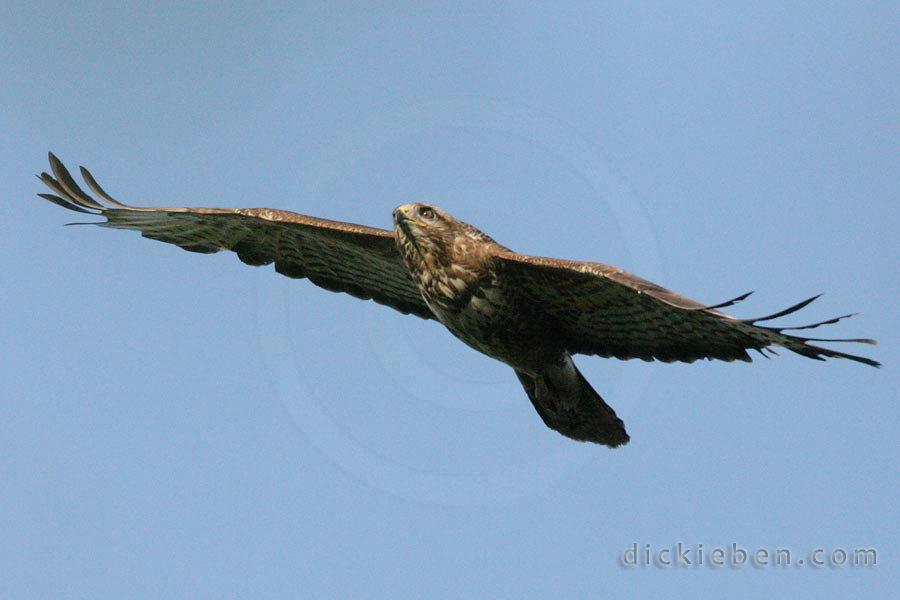 buzzard gliding coming towards