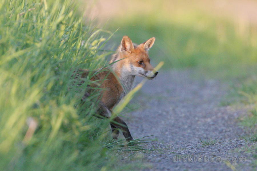 fox comes out of a field of long grass