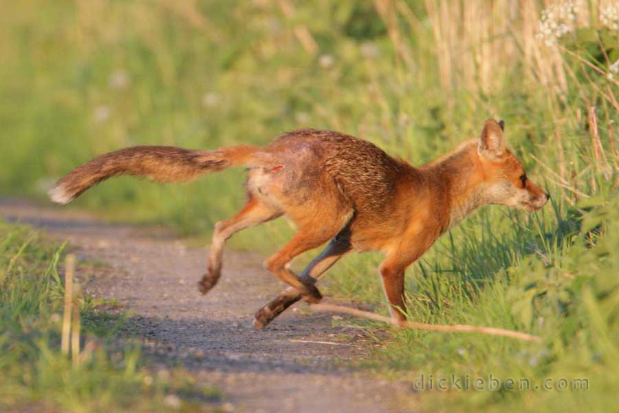 fox runs across tarmac path diving into edge of hedgerow