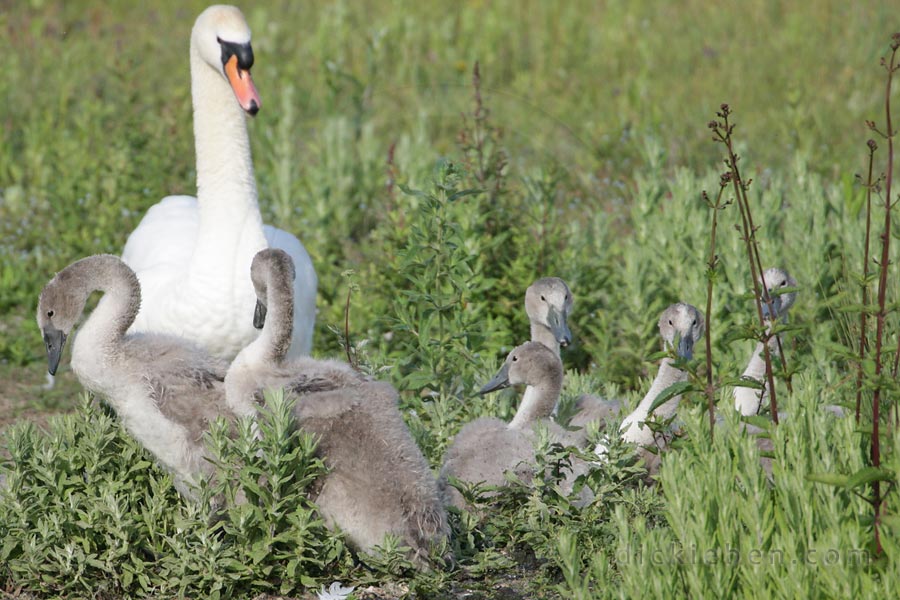 six cygnets showing, and parent