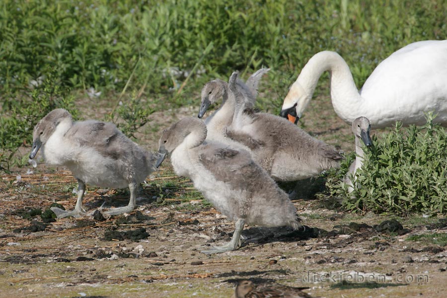 three cygnets walking