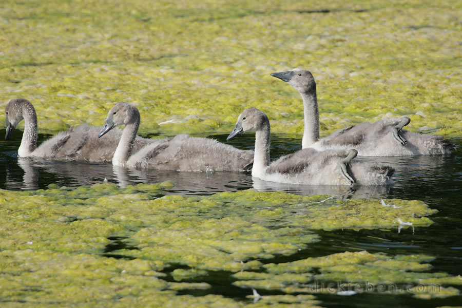 four cygnets swim through a track in the algae