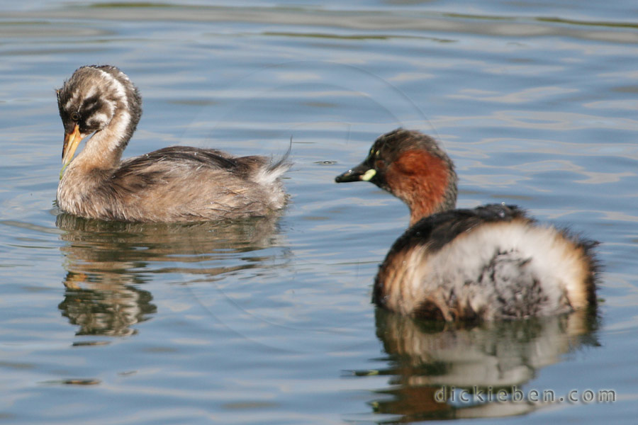 little grebe peering into the depths