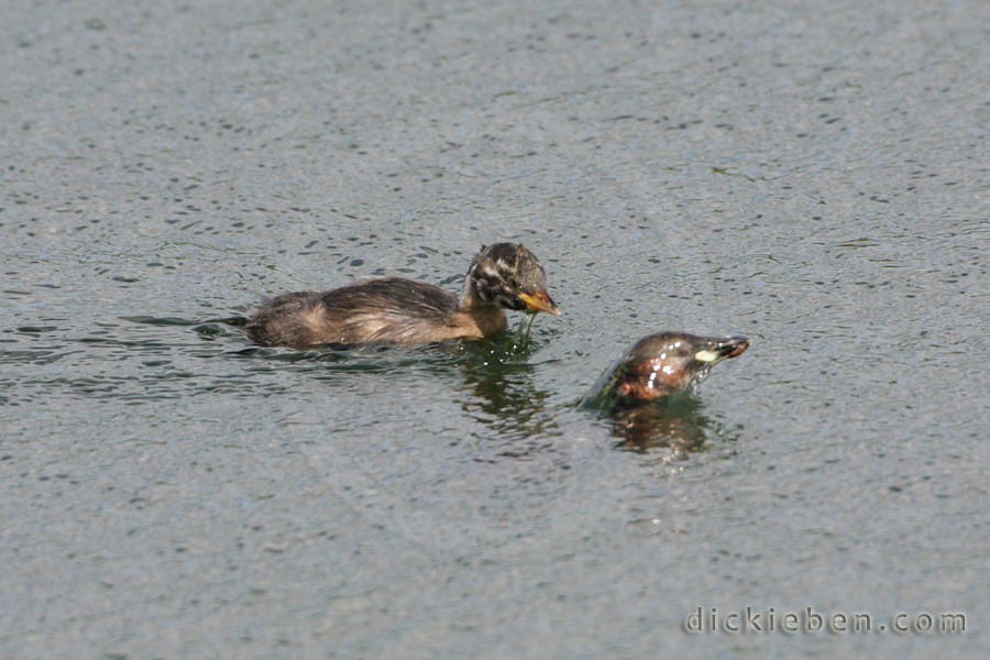 chick awaits, parent surfaces