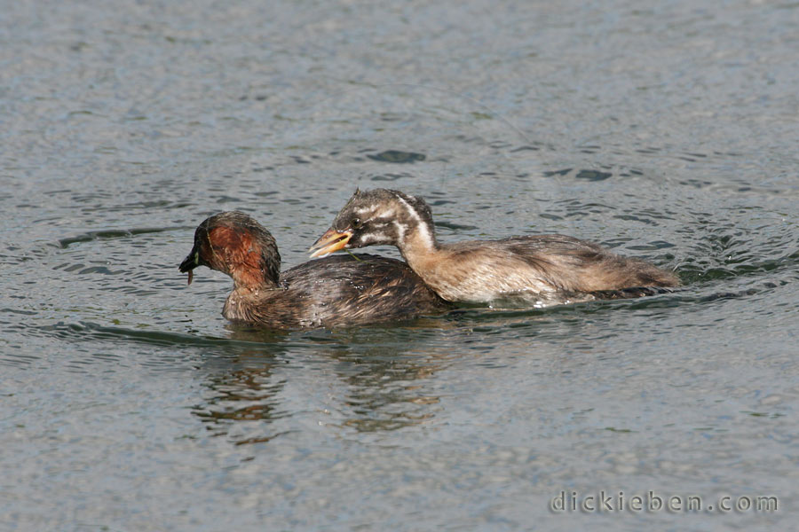 chick gives chase