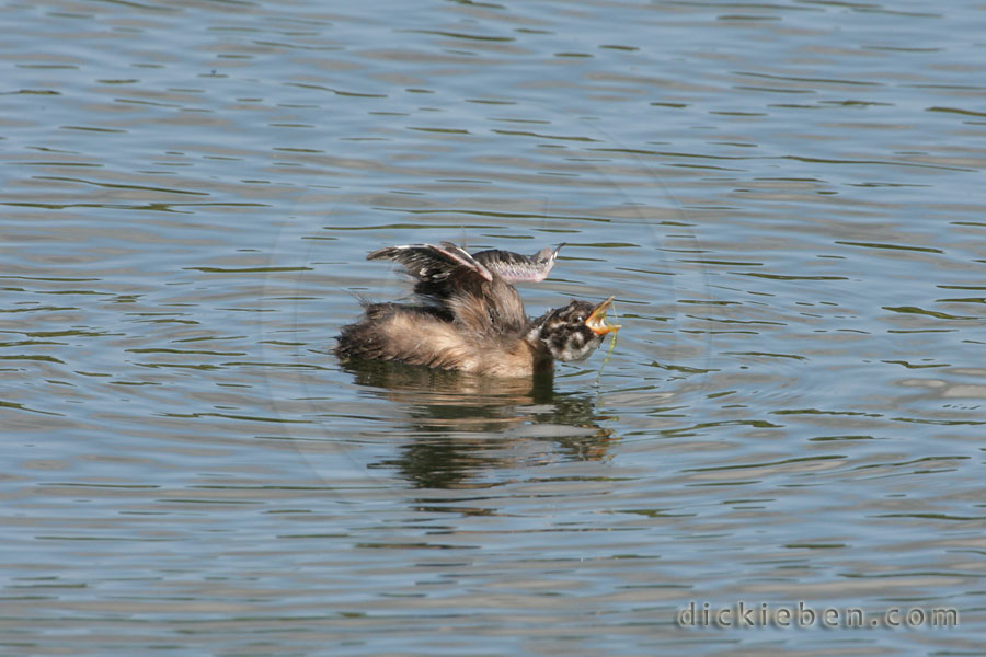 chick stretches