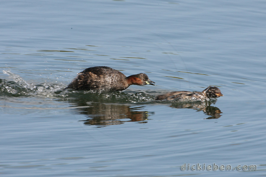 parent chases chick