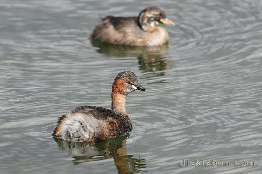 algae on beak of parent