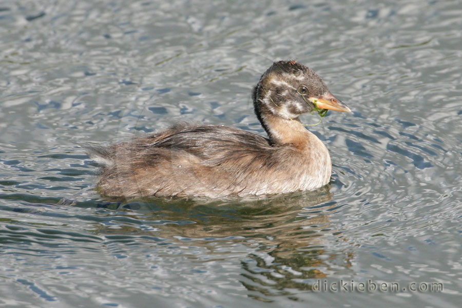 close-up of chick