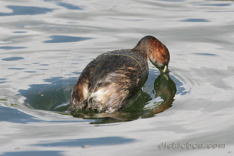 mid-dive, beak just entering water