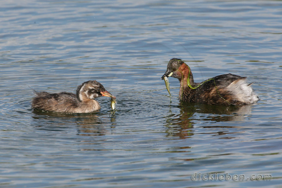 parent and chick, each with fish