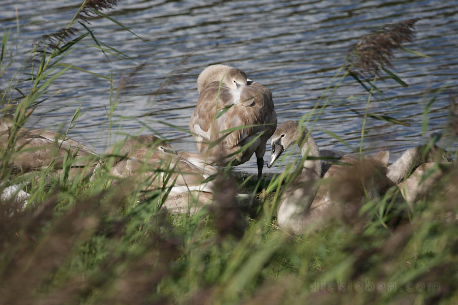 overlooking family of swans through the reeds