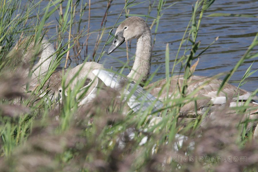 this wakes another juvenile