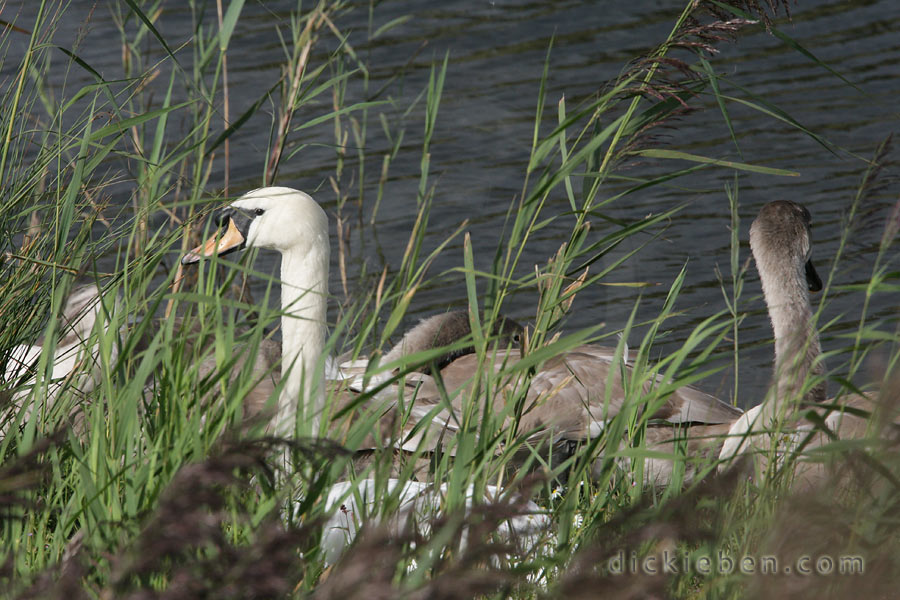 adult swan is alert