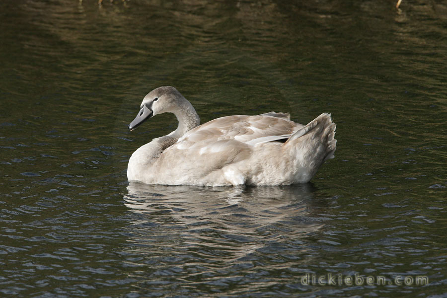 one juvenile is now in the water