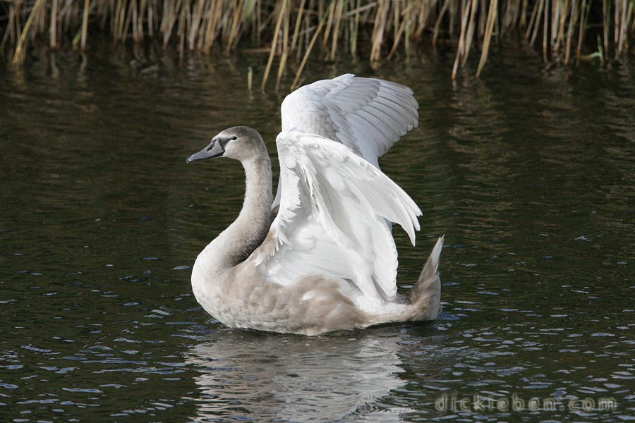 juvenile flaps wings