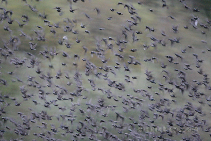 part of flock of starlings leaving