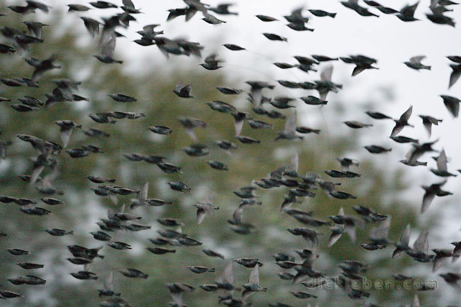 close up of flock leaving