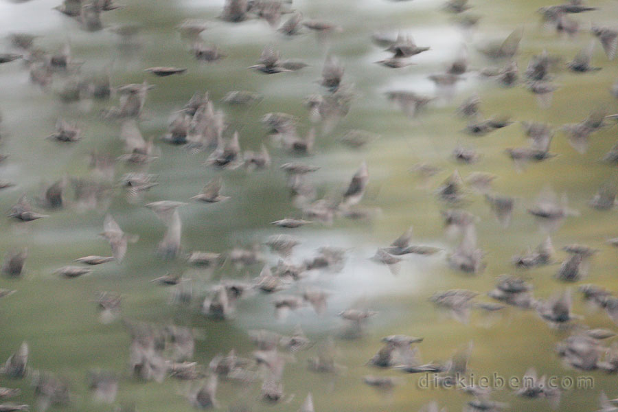 close up of flock, blurry showing motion of birds