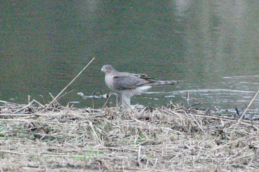 sparrowhawk static on cut back reed bed island