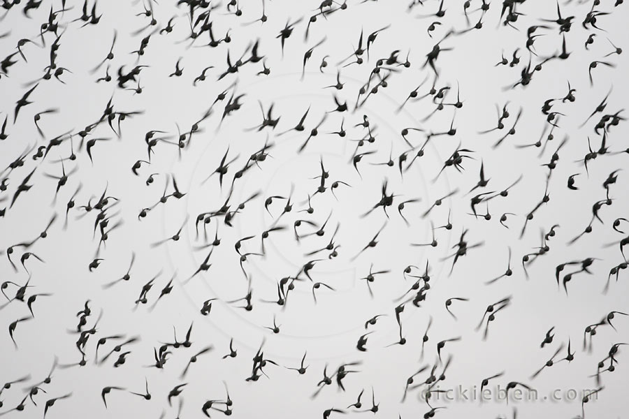 murmuration of starlings rear view of flock going in one direction