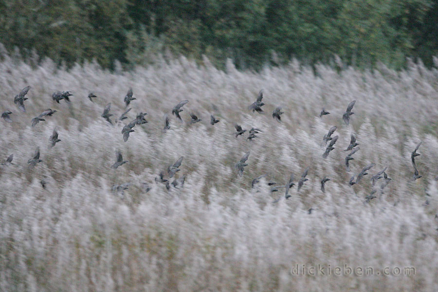 starlings start to dive into reeds