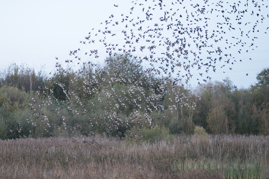 mass of starlings dive into reed bed