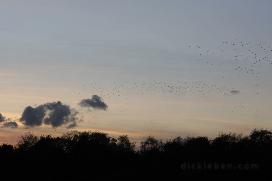 darkening sky with flock of late-coming starlings approaching area