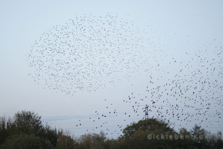 murmuration of starlings, two groups going in different directions