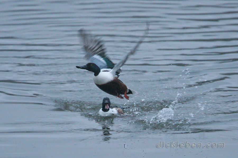 male shoveler takes off. other male is shouting at it