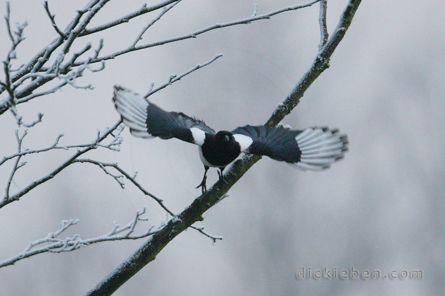 magpie immediately after it launches itself from a tree