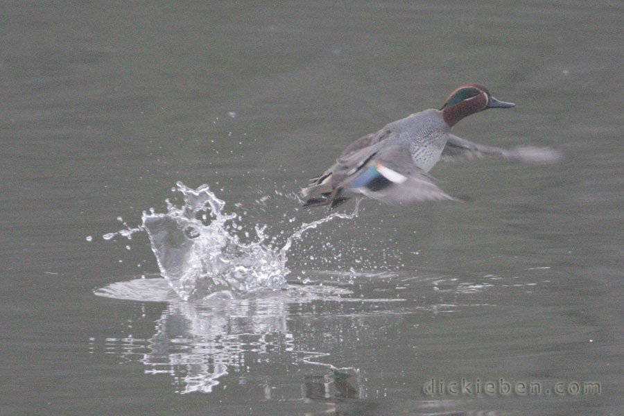 male teal, just after launch, in flight, splash of water left behind