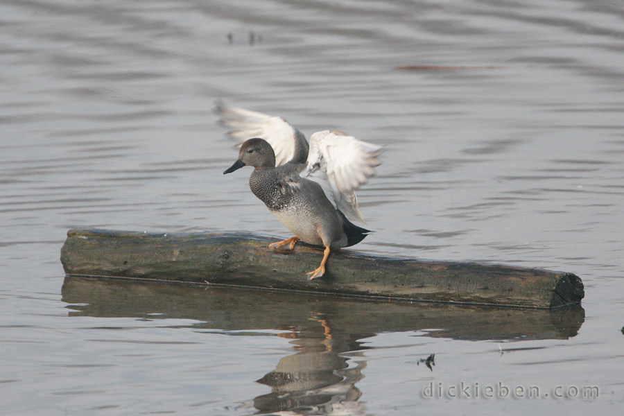 one leg slipped off, other about to slip, duck flapping to avoid falling off log