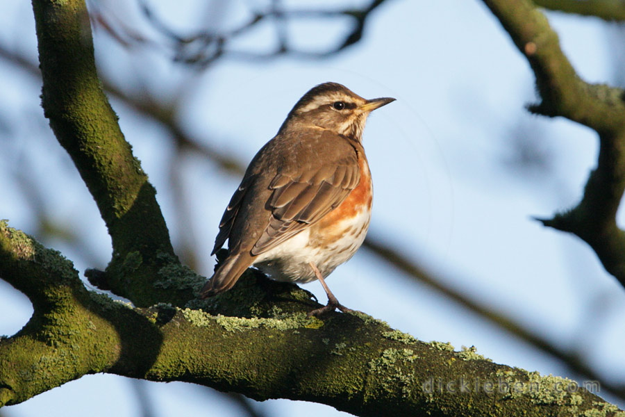 red wing, in sunlight, sat on branch